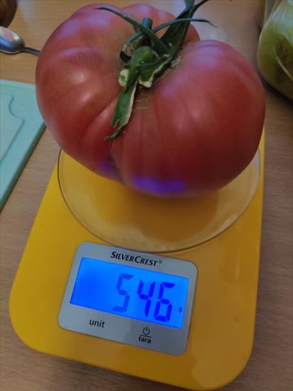 pomidory - IMG 20230213 WA0006.jpg