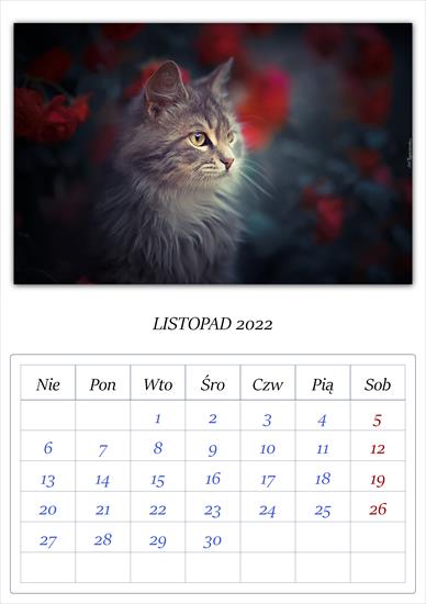 Kalendarz koty - APC_Calendar - 2021.11.29 15.27 - 006 - 2022 11.png