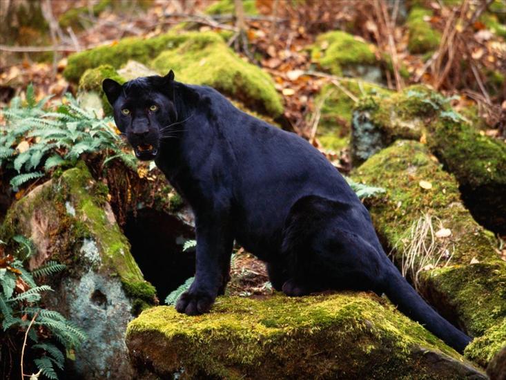 leopardy - Black Panther2.jpg