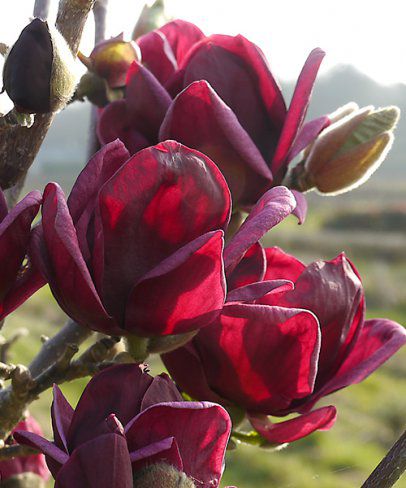 Magnolie  - magnolie.jpg