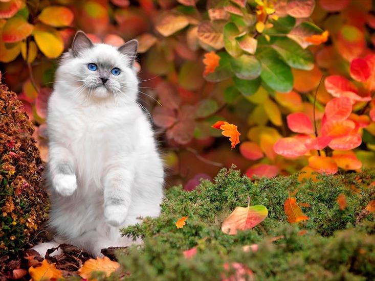 SONBAHAR - 2017Animals___Cats_Beautiful_blue-eyed_fluffy_cat_in_autumn_119517_2.jpg