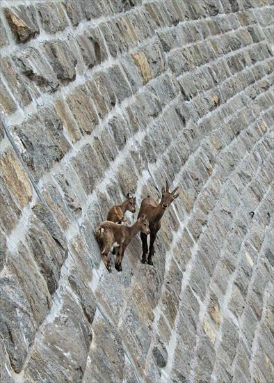 kozice - crazy-goats-on-cliffs-5.jpg