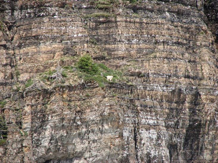 kozice - crazy-goats-on-cliffs-21.jpg